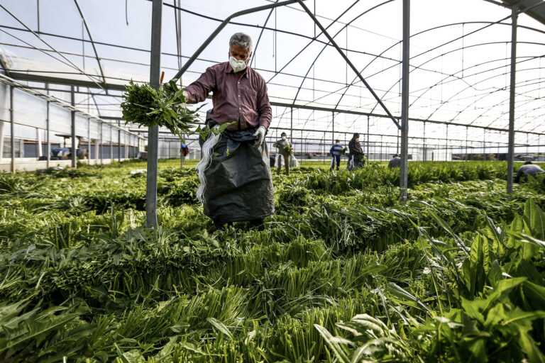 Basilicata, contro gli infortuni nelle aziende agricole oltre 120 controlli: i dati e le sanzioni