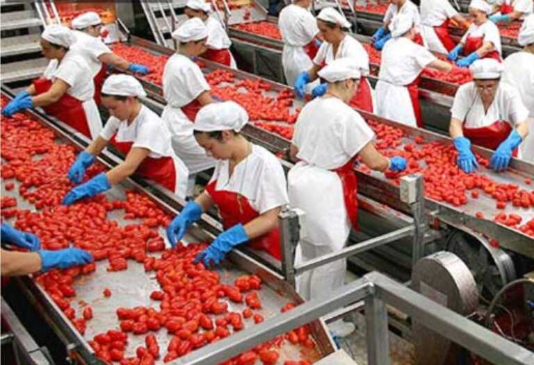 Filiera del pomodoro e lavoro: mille assunzioni nello stabilimento foggiano della Princes
