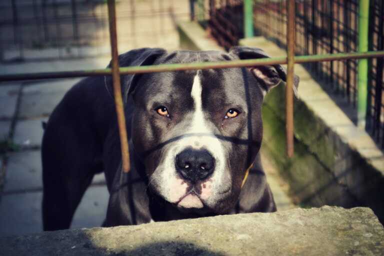 Modugno, bimbo di un anno aggredito da un pitbull di famiglia: è grave