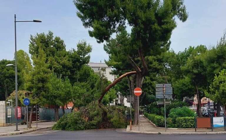 Barletta, grosso ramo si spezza da un pino in piazza Castello: paura ma nessuno ferito