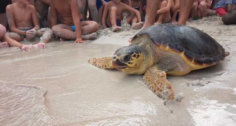 Puglia, un paradiso per le tartarughe Caretta caretta: censiti 38 nidi tra il Salento e il Tarantino