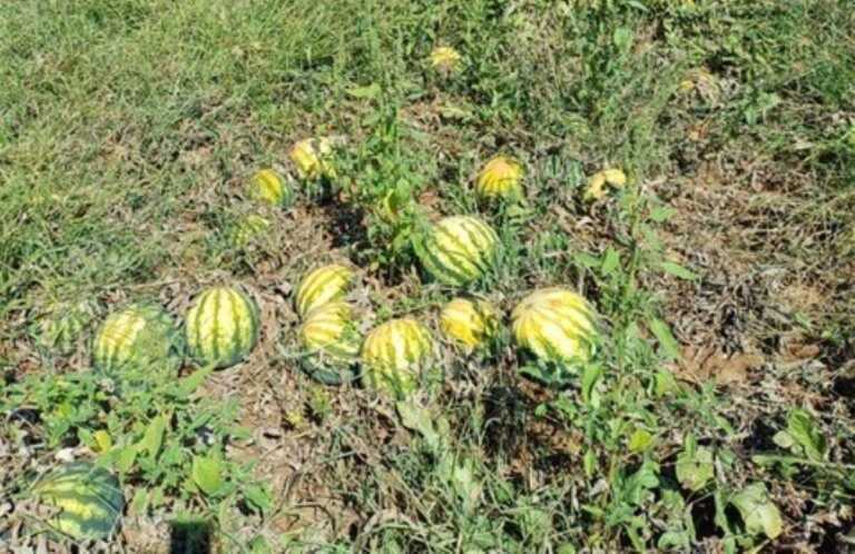 Lecce, distribuzione di angurie ai bisognosi per combattere l’emergenza caldo