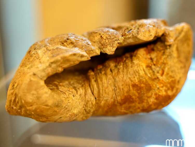 Matera, al Museo archeologico “Ridola” apre la mostra sulla balena Giuliana – FOTO Matera, al Museo archeologico “Ridola” apre la mostra sulla balena Giuliana – FOTO