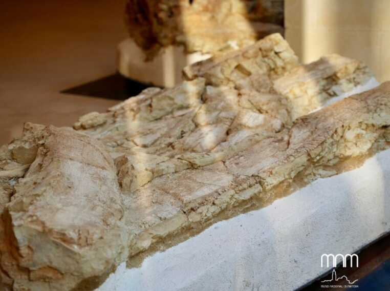 Matera, al Museo archeologico “Ridola” apre la mostra sulla balena Giuliana – FOTO Matera, al Museo archeologico “Ridola” apre la mostra sulla balena Giuliana – FOTO