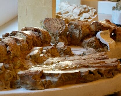 Matera, al Museo archeologico “Ridola” apre la mostra sulla balena Giuliana – FOTO Matera, al Museo archeologico “Ridola” apre la mostra sulla balena Giuliana – FOTO
