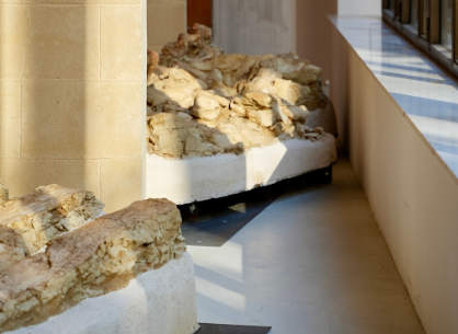 Matera, al Museo archeologico “Ridola” apre la mostra sulla balena Giuliana – FOTO Matera, al Museo archeologico “Ridola” apre la mostra sulla balena Giuliana – FOTO