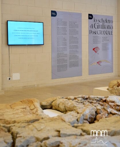 Matera, al Museo archeologico “Ridola” apre la mostra sulla balena Giuliana – FOTO Matera, al Museo archeologico “Ridola” apre la mostra sulla balena Giuliana – FOTO