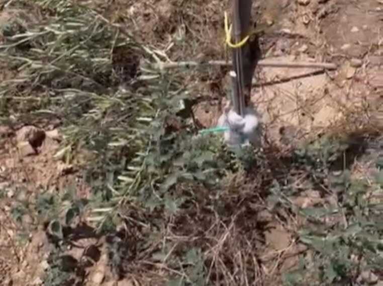Nardò, raid vandalico nelle campagne: tranciati 120 ulivi resistenti alla Xylella