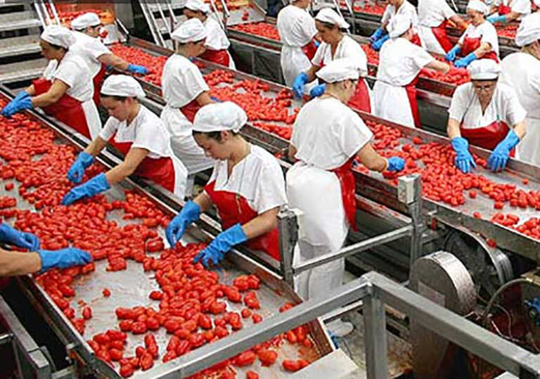 Foggia, altre assunzioni per la lavorazione del pomodoro: c’è l’accordo con i sindacati