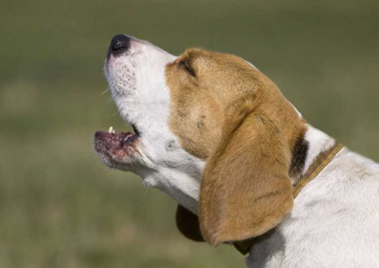 Brindisi, 84enne muore nel suo orto a Serranova: ritrovato per il continuo abbaiare dei suoi 3 cani