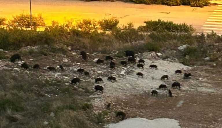 Bari, cinghiali a valanga al quartiere San Paolo: «C’è qualcuno che dà loro anche da mangiare»