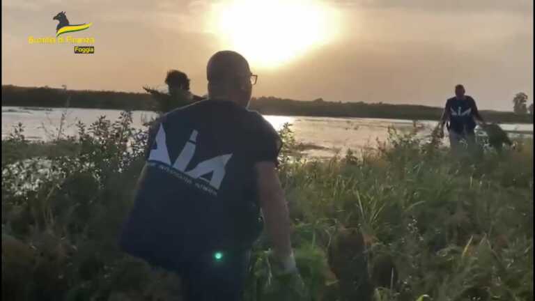 Oltre 5.200 piante di marijuana nei pressi del lago di Lesina: l’area recintata e protetta da telecamere – VIDEO