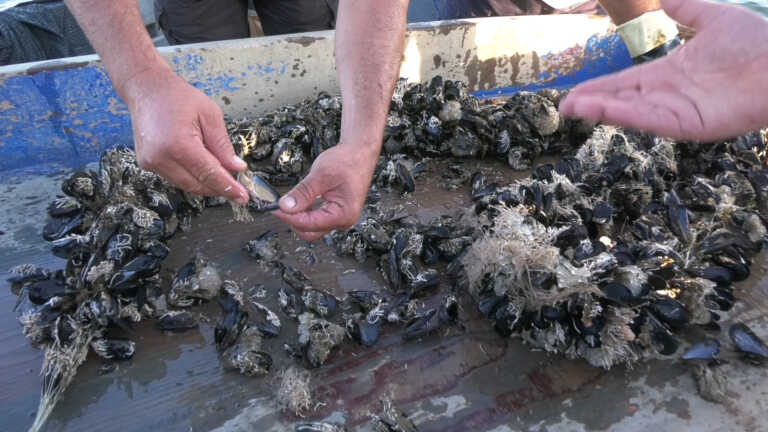 Caldo record, moria di cozze: perso il 70% del raccolto a Taranto