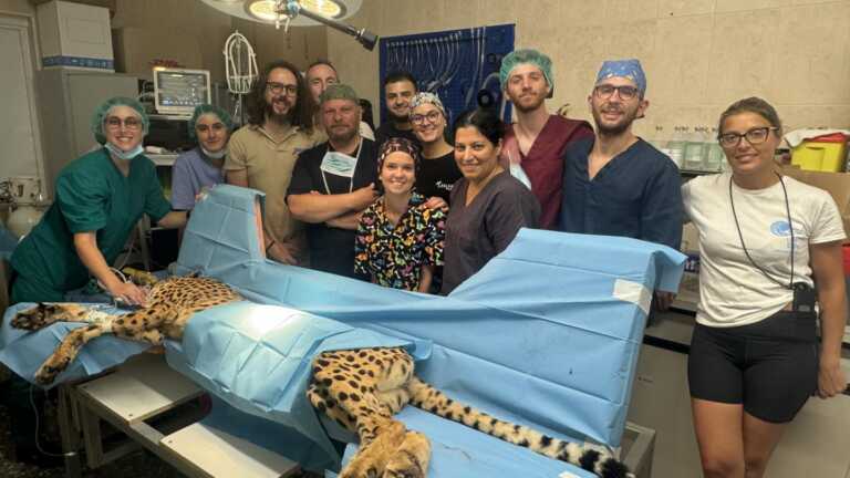 Fasano, veterinari e keepers dello Zoo salvano “gattone”: intervento riuscito ad un ghepardo