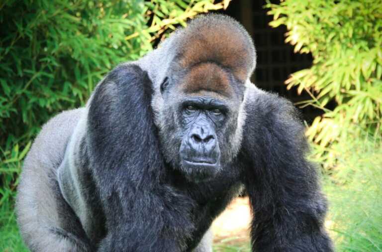 Fasano, addio a Riù: il gorilla dello zoo di Fasano si è spento all’età di 54 anni