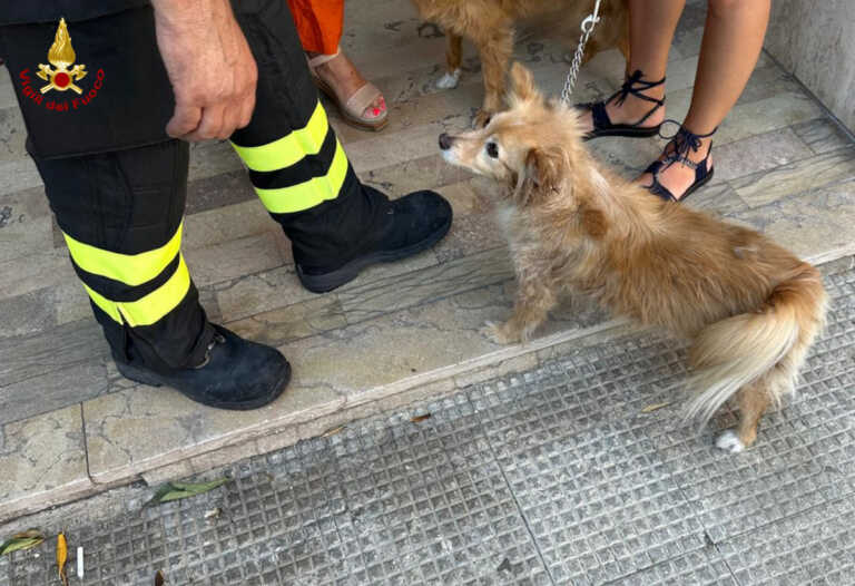 Galleria foto 'Bari, incendio in un appartamento a Poggiofranco: lievemente intossicato un bimbo, in salvo due cani' - foto 1