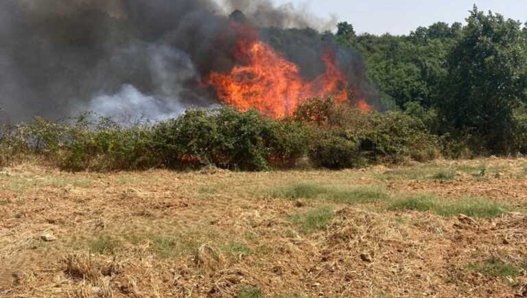Boschi e foreste ridotti in cenere: meridione e isole le aree più colpite dagli incendi