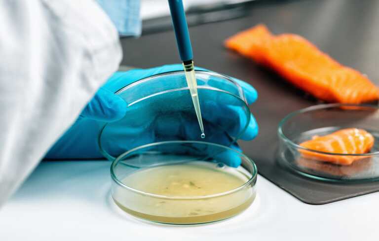 Il futuro delle certificazioni agroalimentari: le certificazioni Haccp fondamentali per qualità e sicurezza