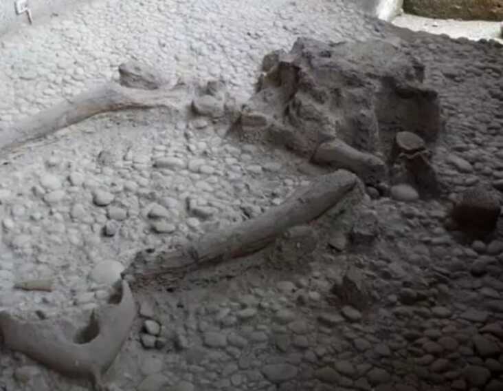 Il leone preistorico passò dalla Basilicata: scoperto un frammento osseo nel sito di Venosa Notarchirico
