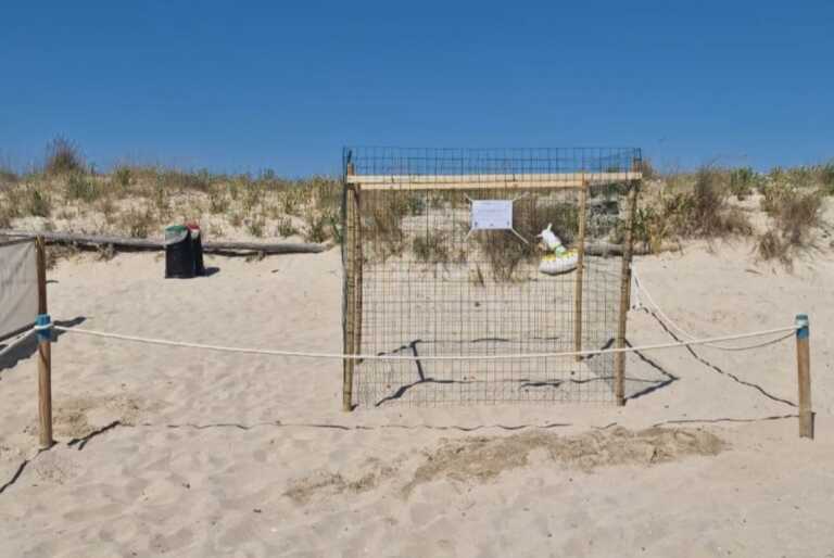 Galleria foto 'Ugento, la “casa” delle tartarughe Caretta caretta in un resort di lusso: il nido messo in sicurezza' - foto 2