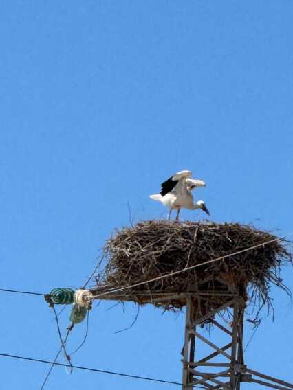 Galleria foto 'Meraviglia della natura in provincia di Brindisi: individuato un nido di cicogne – FOTO' - foto 3