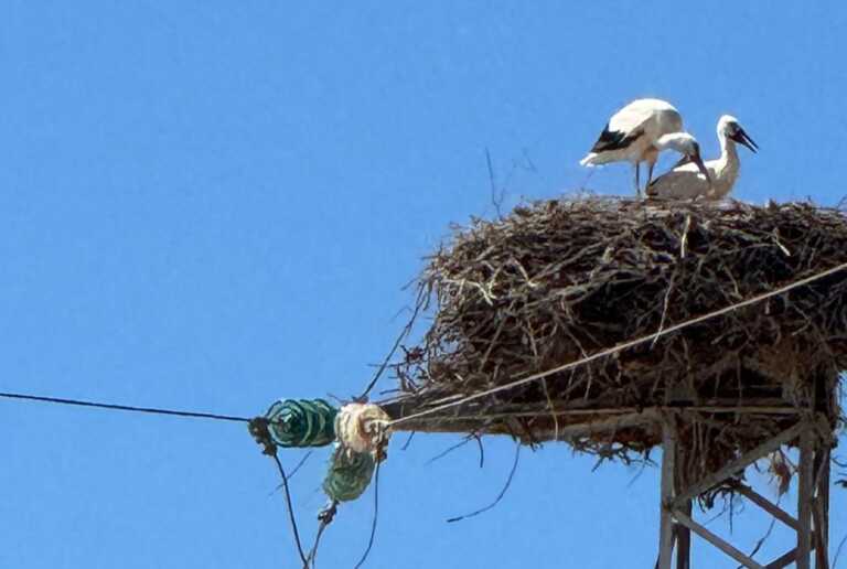 Meraviglia della natura in provincia di Brindisi: individuato un nido di cicogne – FOTO