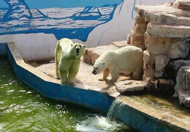 Fasano, orsi polari al caldo nello zoo Safari. La protesta: «Riportiamoli nel loro habitat»