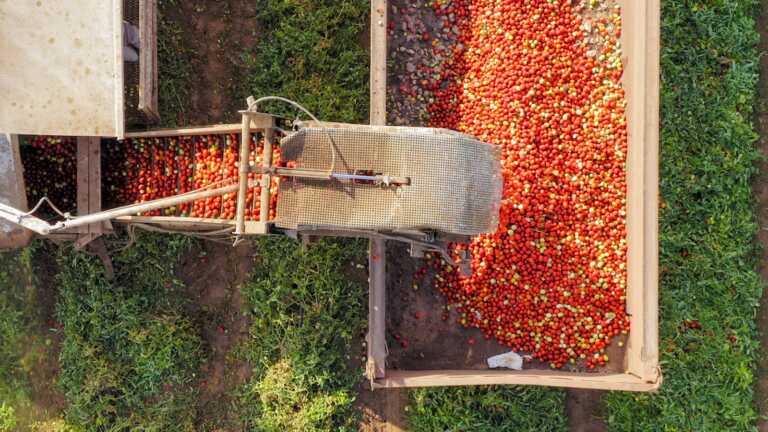 Potenza, siglato il patto per i braccianti di pomodori utili alle industrie