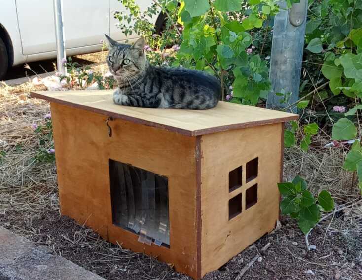 Colonie feline, arrivano le “postazioni pappa” a Nardò: stop a sporcizia e scarso decoro – FOTO