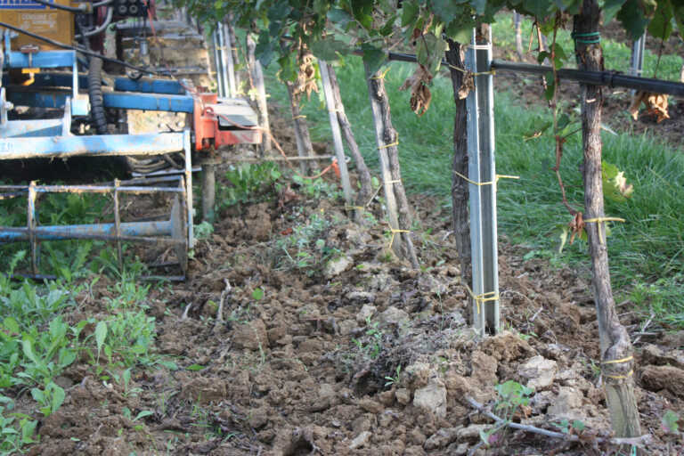Vino, produzione ko: c’è chi pensa di estirpare le viti. Contrari i piccoli produttori pugliesi