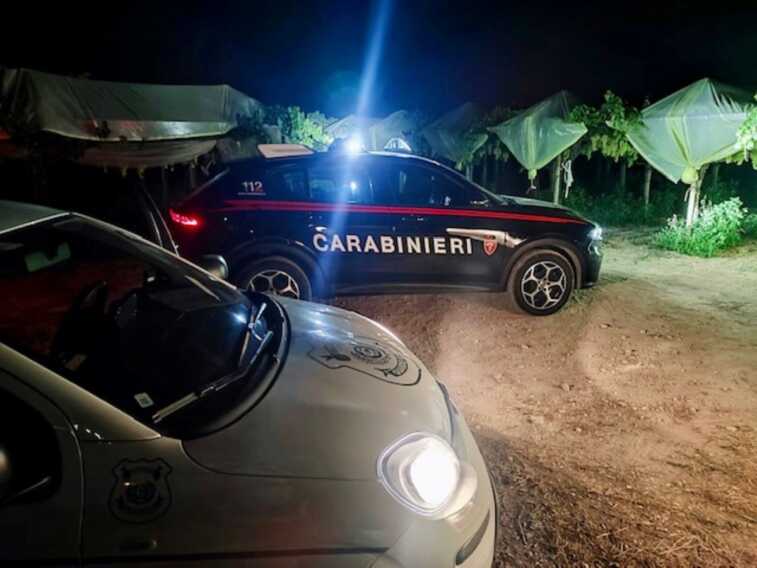 Raid notturni nelle campagne della Bat, non c’è tregua per gli imprenditori: «Sono un danno enorme»