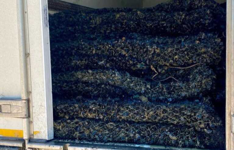 Galleria foto 'Manfredonia, sequestrati oltre 11mila chili di cozze non tracciabili: in due nei guai' - foto 1