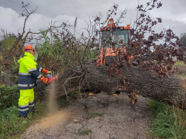 Xylella, 30 milioni dal governo ma il M5S ne chiedeva 500: distrutti 21 milioni di ulivi