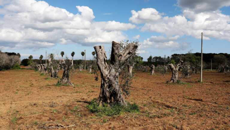 Ecco 30 milioni per dimenticare l’incubo della Xylella: approvato un emendamento al DL Agricoltura