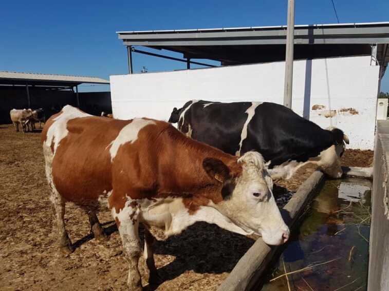 Siccità, sul Gargano acqua con le autobotti per salvare gli allevamenti: vuoti gli invasi