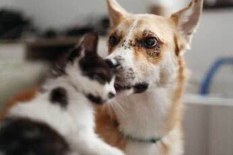 Galleria foto 'Cresce il numero degli animali da affezione, in Puglia sono più di 700 mila tra cani e gatti ma in estate aumentano gli abbandoni' - foto 1