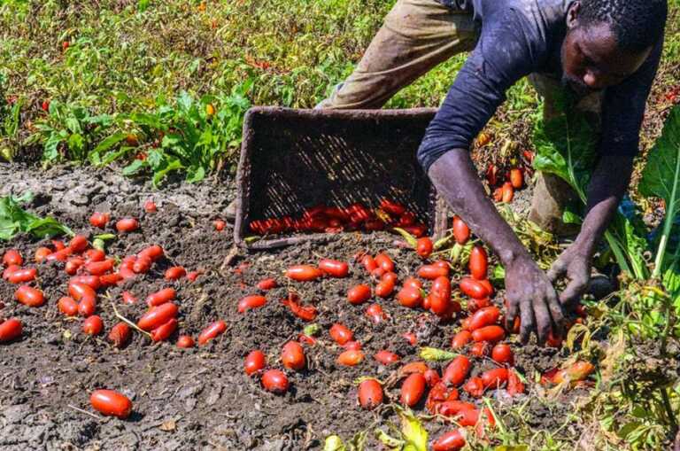 Nella Bat è emergenza caporalato: turni di 10 ore al giorno per 25 euro