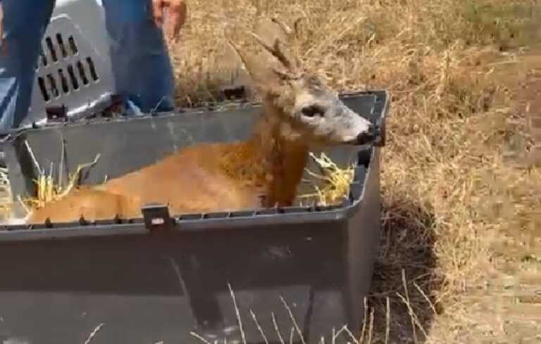 Celle di San Vito, curato e rimesso in libertà il cucciolo di capriolo ferito – VIDEO