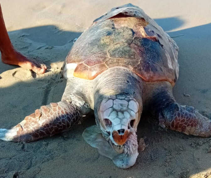 Rosa Marina, carcassa di una tartaruga trovata a riva: è un esemplare di almeno 200 anni