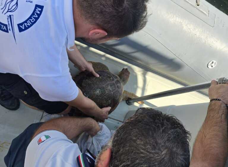 Tartaruga marina salvata al largo di Porto Cesareo: aveva ingerito un amo