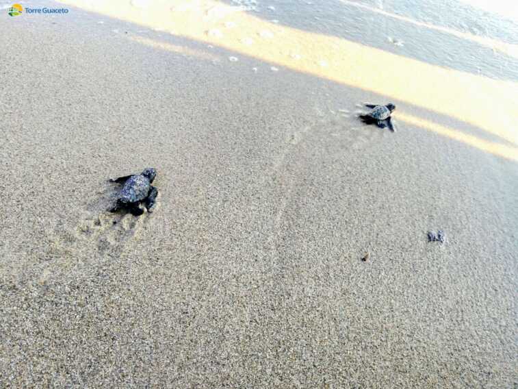 Un nido di speranza a Torre Guaceto: nate oltre 100 Caretta caretta – VIDEO