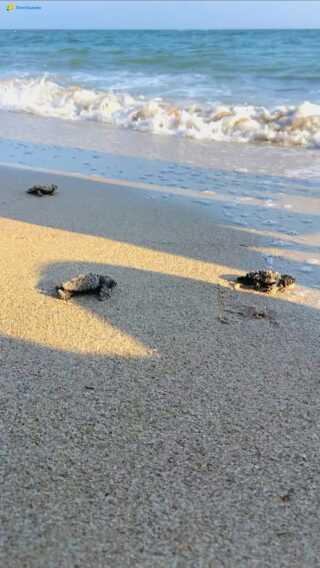 Galleria foto 'Un nido di speranza a Torre Guaceto: nate oltre 100 Caretta caretta – VIDEO' - foto 2