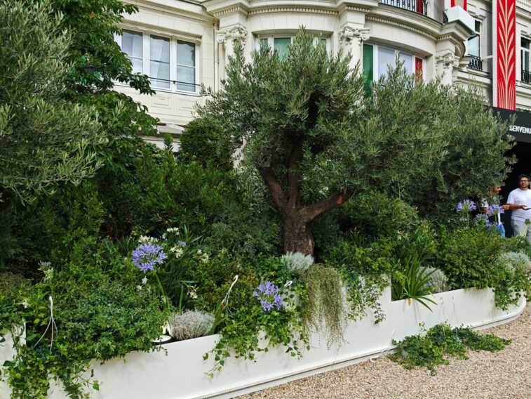 Parigi 2024, ulivi e piante made in Puglia a Casa Italia: l’allestimento è di un’azienda di Canosa