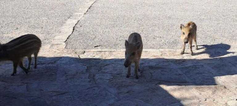 In Puglia catturati 37 cinghiali in un mese con le “pig brig”: «Non c’è peste suina»