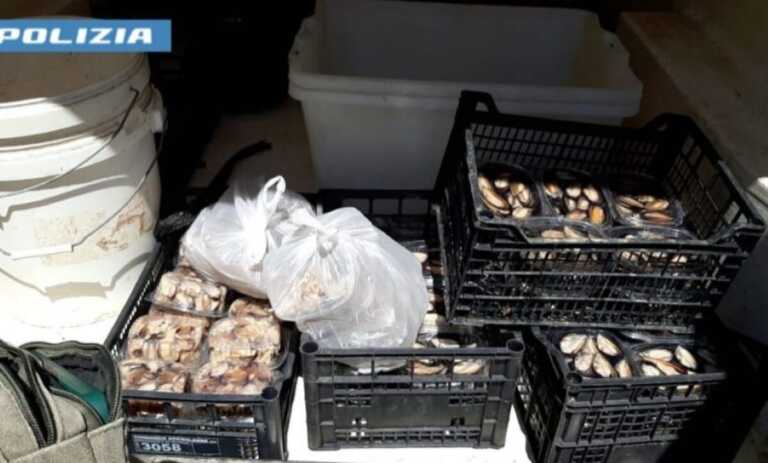 Taranto, trasporta 25 chili di cozze non tracciate in Salento: multato 40enne