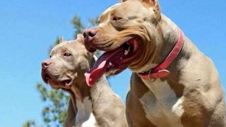 Bari, aggredite da 2 pitbull: ferite una donna e la sua cagnolina. Salva una bimba