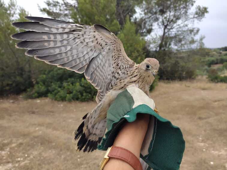 Galleria foto 'Francavilla Fontana, è un successo il progetto di tutela del Falco Grillaio – FOTO' - foto 3