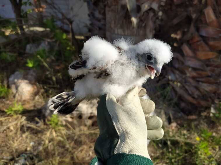 Francavilla Fontana, è un successo il progetto di tutela del Falco Grillaio – FOTO