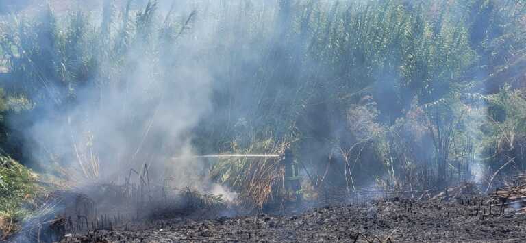 Brindisi, in fiamme il canneto tra i quartieri Commenda e Bozzano. In salvo due cavalli bloccati in una stalla