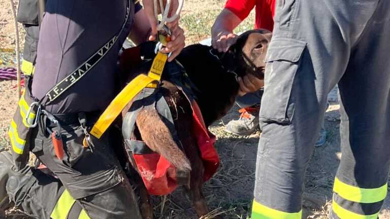 Labrador precipita in un pozzo a Barletta, salvato dai vigili del fuoco a 4metri di profondità: illeso il cane – FOTO